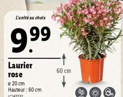 Laurier Rose offre à 9,99€ sur Lidl