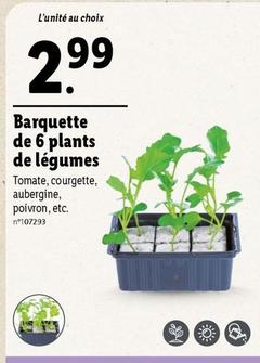 Barquette De 6 Plants De Légumes