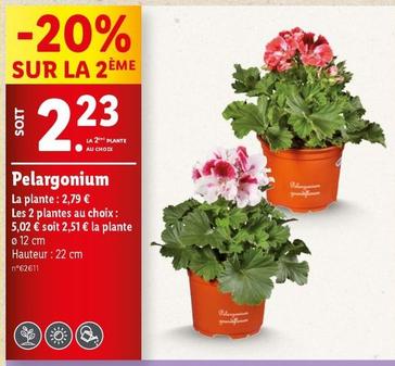 Pelargonium offre à 2,79€ sur Lidl