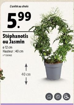Stephanotis Ou Jasmin  offre à 5,99€ sur Lidl