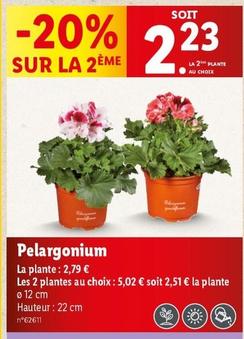 Pelargonium  offre à 2,23€ sur Lidl