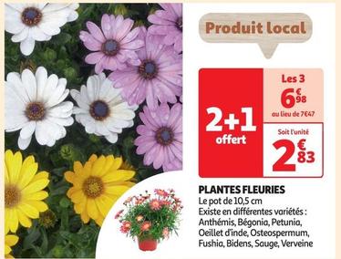 Plantes Fleuries offre à 2,83€ sur Auchan Hypermarché