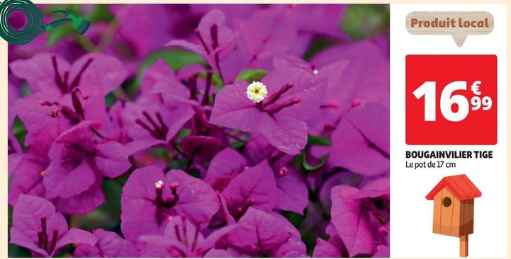 bougainvilier tige