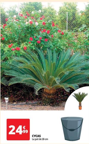 cycas