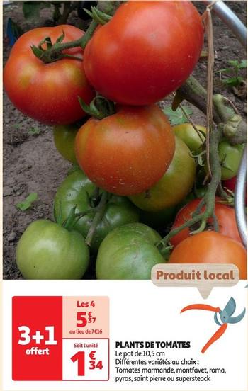 plants de tomates