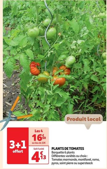 Plants De Tomates