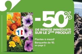 Plantes À Massif Barquette De 10 offre sur Carrefour Contact