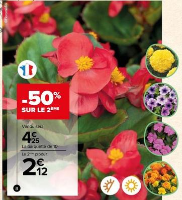 Plantes À Massif offre à 4,25€ sur Carrefour Contact