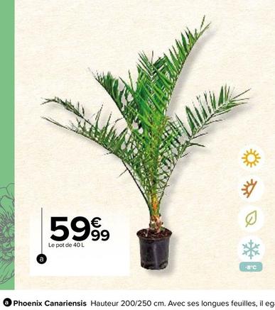 Phoenix Canariensis offre à 59,99€ sur Carrefour Drive