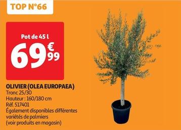 Olivier (Olea Europaea) offre à 69,99€ sur Auchan Hypermarché