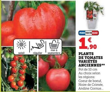 Plantes De Tomates Varietes Anciennes  offre à 1,9€ sur Super U