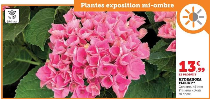 Hydrangea Fleuri offre à 13,99€ sur Super U