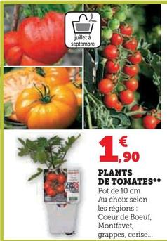 Plants De Tomates offre à 1,9€ sur Super U