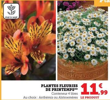 Plantes Fleuries De Printemps offre à 11,99€ sur Super U