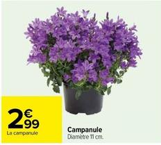 Campanule offre à 2,99€ sur Carrefour