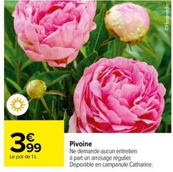 Pivoine offre à 3,99€ sur Carrefour
