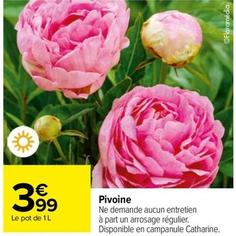 Pivoine offre à 3,99€ sur Carrefour