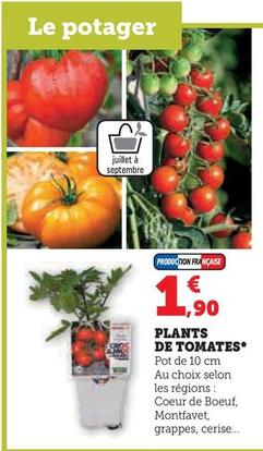 Plants De Tomates
