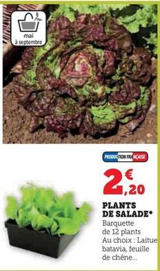 Plants De Salade
