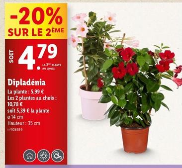 Dipladénia offre à 5,99€ sur Lidl