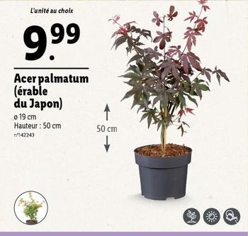 Acer Palmatum (érable Du Japon) offre à 9,99€ sur Lidl