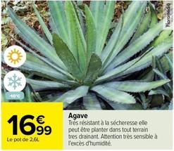 Agave offre à 16,99€ sur Carrefour