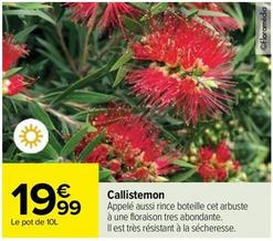 Callistemon offre à 19,99€ sur Carrefour