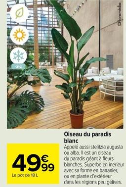 Oiseau Du Paradis Blanc offre à 49,99€ sur Carrefour Market