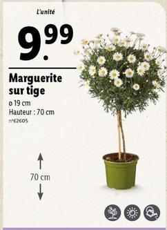 Marguerite Sur Tige offre à 9,99€ sur Lidl