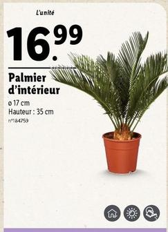 Palmier D'Intérieur offre à 16,99€ sur Lidl