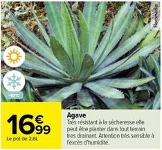 Agave