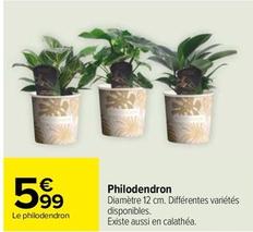 Philodendron offre à 5,99€ sur Carrefour Drive