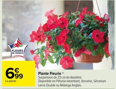 Plante Fleurie offre à 6,99€ sur Carrefour Market