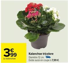 Kalanchoe Tricolore offre à 3,99€ sur Carrefour Contact