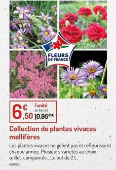 Collection De Plantes Vivaces Mellifères offre à 6,5€ sur Botanic