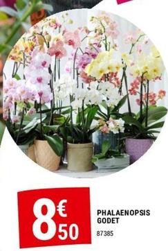 Phalaenopsis Godet offre à 8,5€ sur Gamm vert