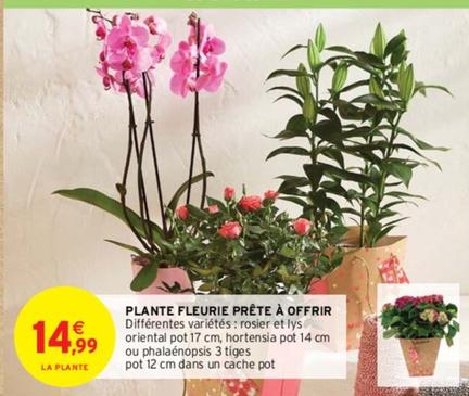 Plante Fleurie Prete A Offrir  offre à 14,99€ sur Intermarché