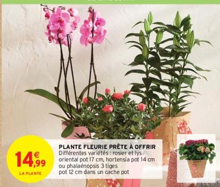 Plante Fleurie Prête À Offrir offre à 14,99€ sur Intermarché