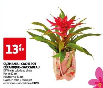 Guzmania + Cache Pot Céramique + Sac Cadeau offre à 13,99€ sur Auchan Hypermarché