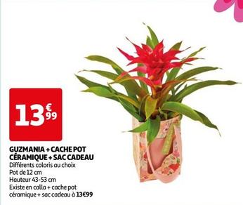 Guzmania + Cache Pot Ceramique + Sac Cadeau  offre à 13,99€ sur Auchan Hypermarché