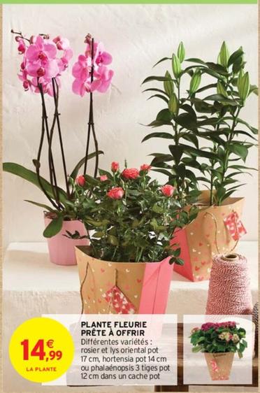 Plantes Fleurie Prete A Offrir  offre à 14,99€ sur Intermarché Express