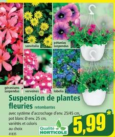 Suspension de plantes fleuries offre à 5,99€ sur Norma