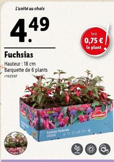 Fuchsias offre à 4,49€ sur Lidl