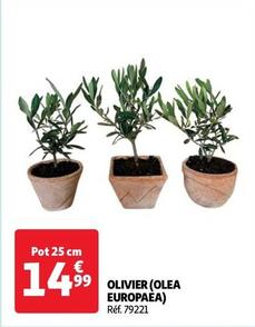 Olivier (Olea Europaea) offre à 14,99€ sur Auchan Hypermarché