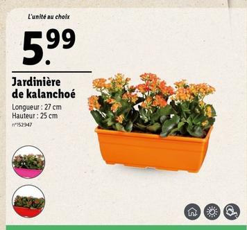 Jardinière De Kalanchoe offre à 5,99€ sur Lidl