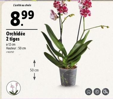 Orchidée 2 Tiges offre à 8,99€ sur Lidl