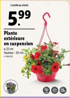 Plante Exterieure En Suspension  offre à 5,99€ sur Lidl