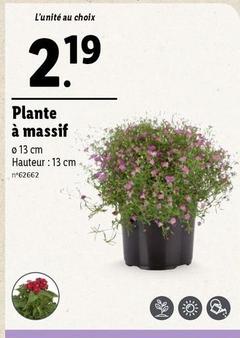 Plante a Massif  offre à 2,19€ sur Lidl