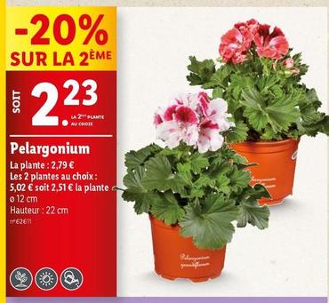 Pelargonium offre à 2,79€ sur Lidl