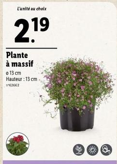 Plante à massif offre à 2,19€ sur Lidl